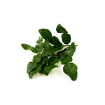 Load image into Gallery viewer, Lime Leaf (50g/pkt)