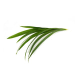 Load image into Gallery viewer, Pandan Leaf (100g/pkt)