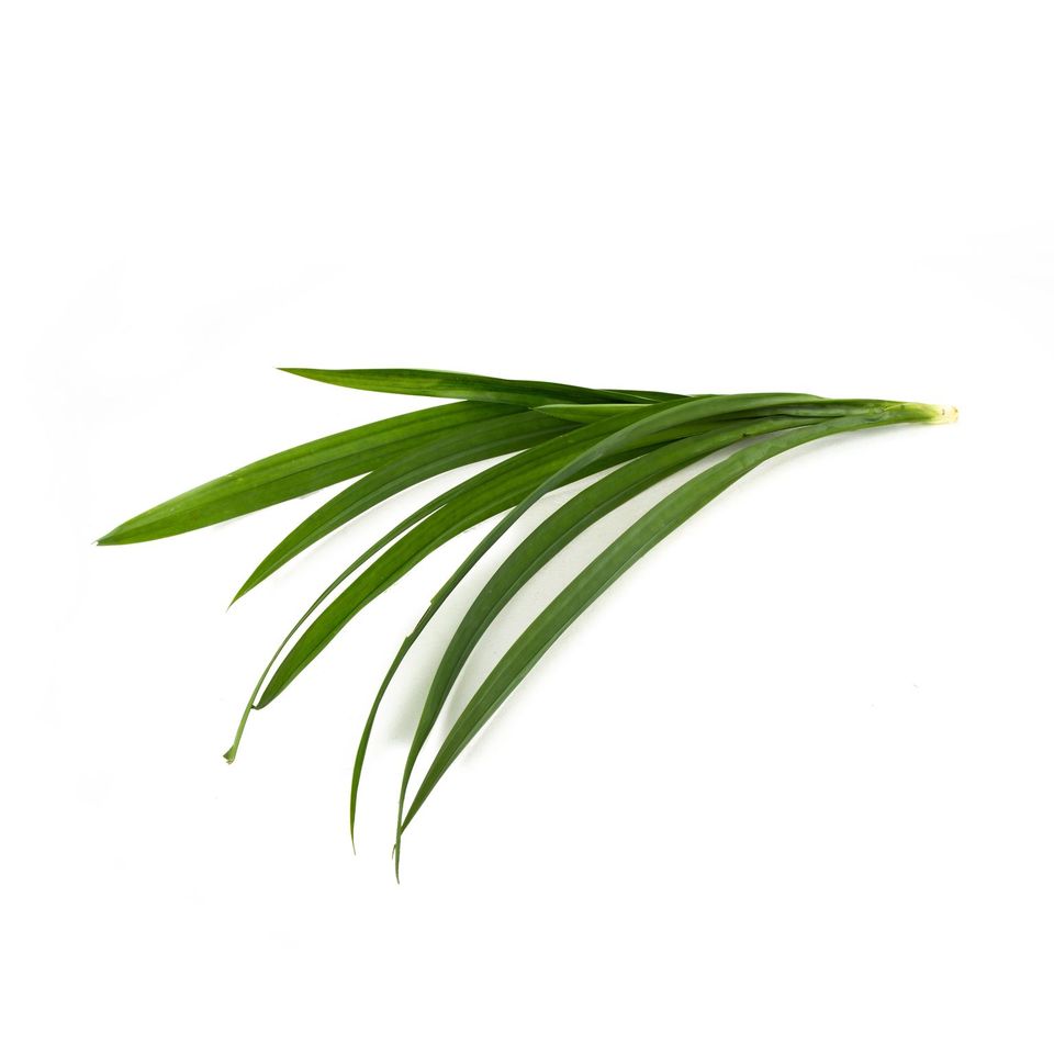 Pandan Leaf (100g/pkt)
